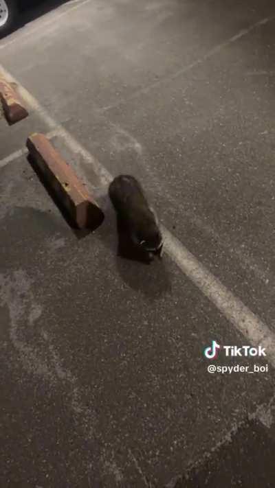 a Raccoon approaches a human