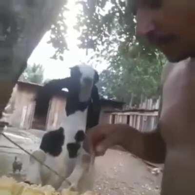 Tá comendo mais que eu fi de corno