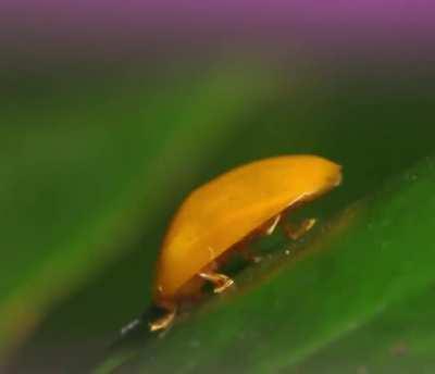 The preparation to take off