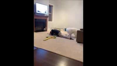 WCGW exercising with doggo?