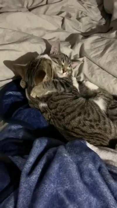 Adopted these sweet kittens (from different litters) from our local shelter. I think they like each other!