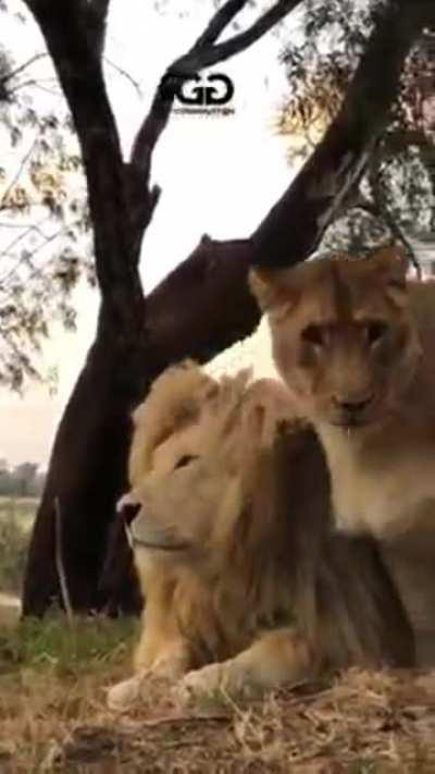 Magnificent creatures ❤️