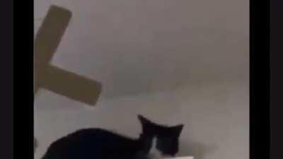 dEmOn CaT fUcKiNg bUrNs To DeAtH iN hElLfIrE!!1!