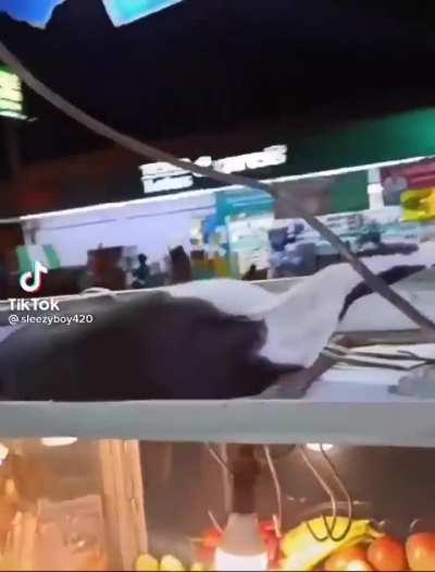 How to awaken a lazy cat