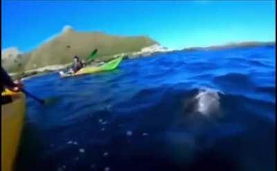 Getting slapped with an octopus by a seal