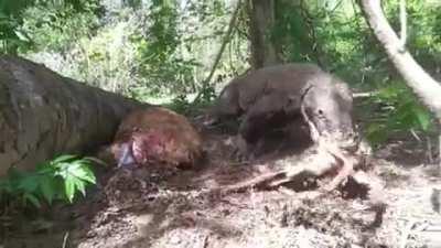 Komodo dragon rips and eats a baby fresh out of A living doe.