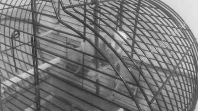 Those who are dead are not dead