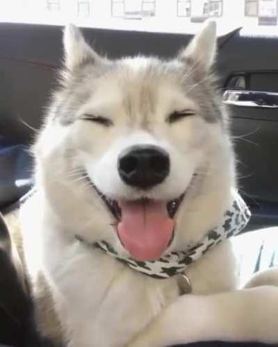 You have been visited by the dog of perpetual smile.