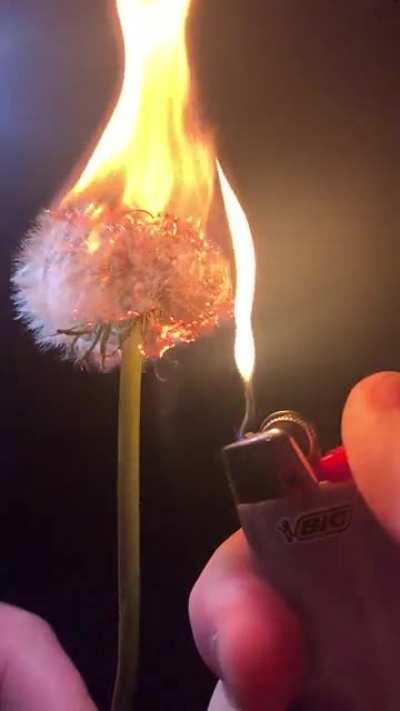 Thanks, I hate watching a wish die