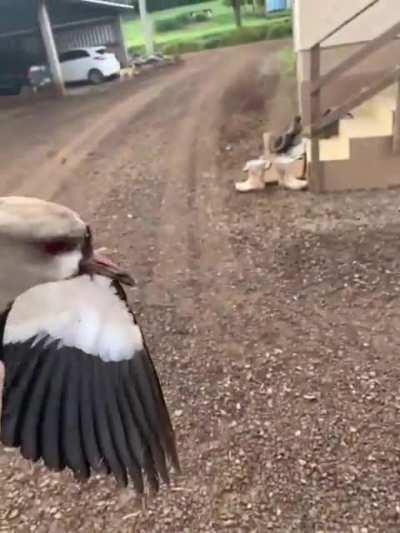 laele quero quero oq?