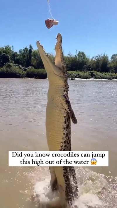 This is Magnificent. Up to 6 feet high...