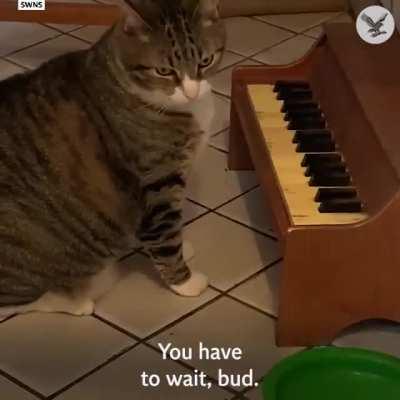 Песнь пустой миски