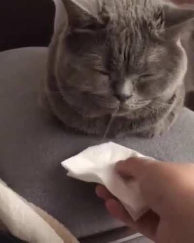 They see me droolin’