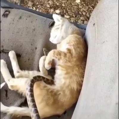 Cat cuddles with snake