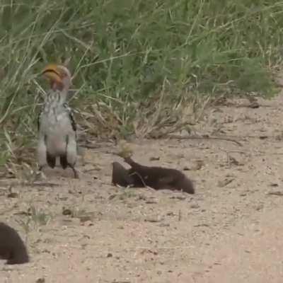 🔥 Dwarf mongoose playing dead in front of a hornbill
