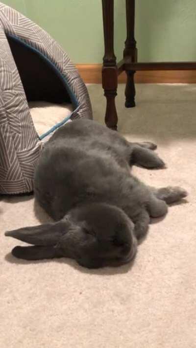 Deeply asleep and dreaming of cilantro and chewing on forbidden wires. Notice how he sleeps in front of his new cozy bed and not in it...sigh.