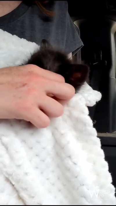 The newest and tiniest fox pup resident of Walking Wild Rescue in Ohio will need a lot of care and attention