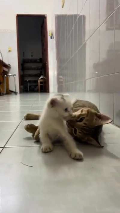 Kitten was brutaly cleaned