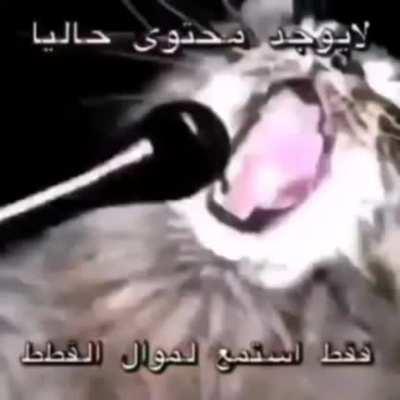 Funny cats sing