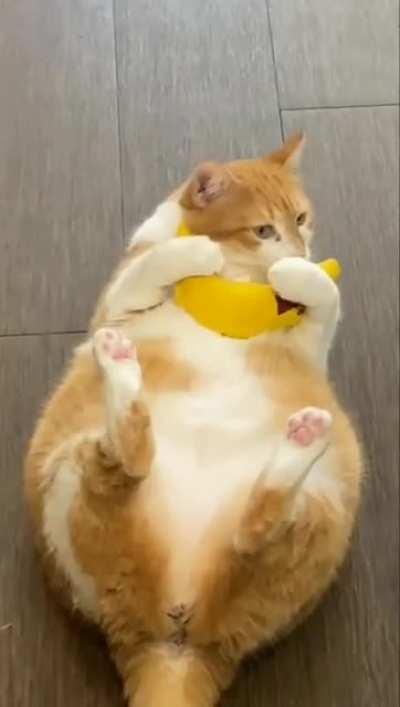 When the catnip hits (credits squilliamfancyson97)