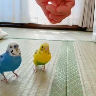 Budgie leaving the party early in slowmo - NEW SUB r/budgieparty