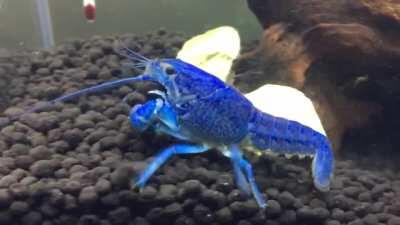 My cray is working hard on her new home!