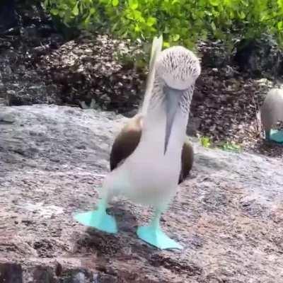 A couple of Boobies!