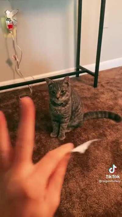 When the cat is smarter than the human.