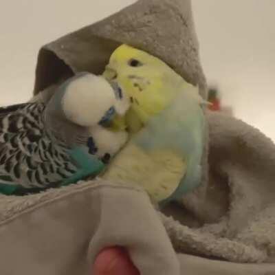 Alert: budgies may viciously attack each other if left together for long periods of time