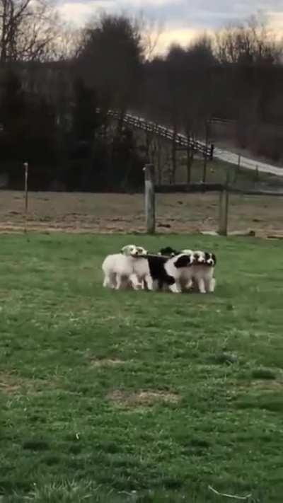 Aint they just the cutest??😍😍😍