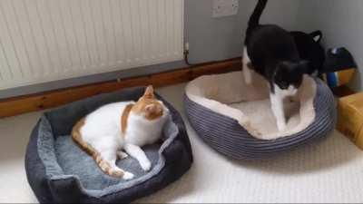 Can cats see ghosts?