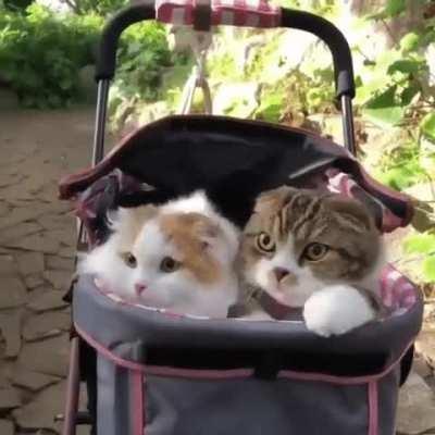 When the dogs come around at the dog park