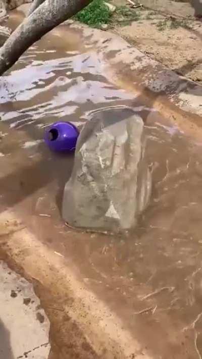 New geo character revealed