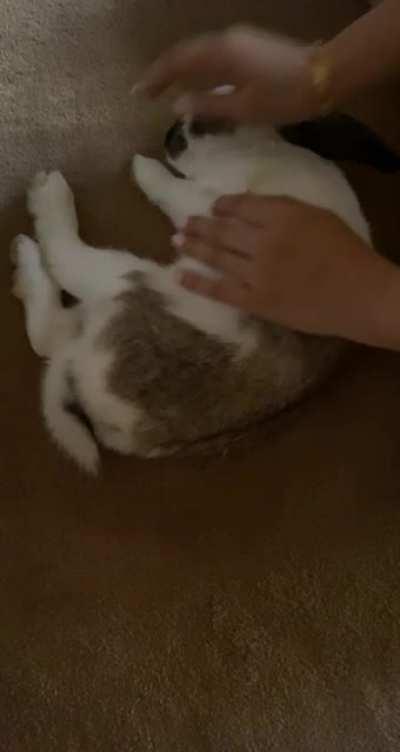 When your bun thinks he’s a shrimp 🍤😎😎