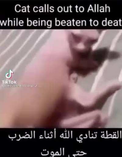 Allah cat 🤭