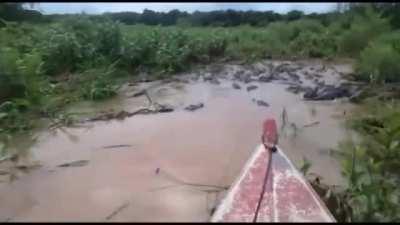 driving a boat through a swamp filled with alligators