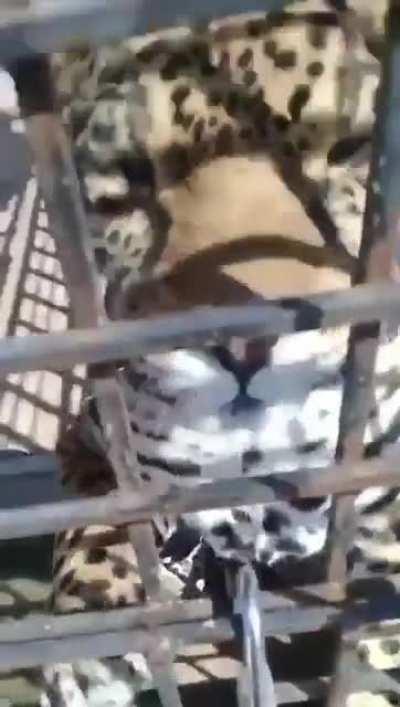 Yeah, let's just let the dog harass the cat