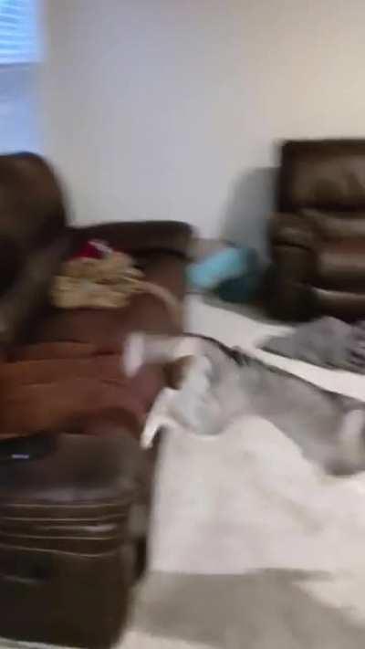 Not exactly a tantrum but...Miya has to get her zoomies out before bed!