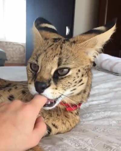 A big kitty can't forget her childhood...