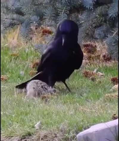 Crow attacks baby hare