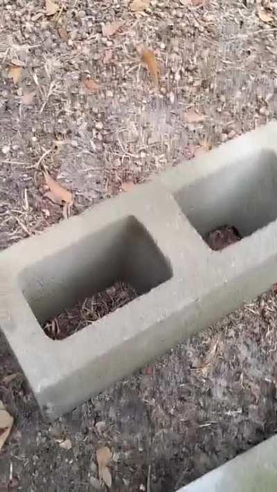 active ingredient the feds don't want you to know about