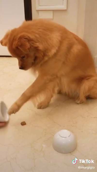 Doggo makes wrong choice!