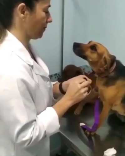 A rare pet's love for a veterinarian