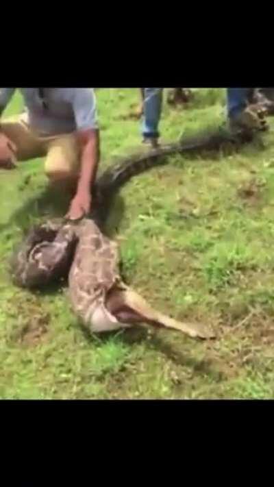 HMB while I eat an entire deer that barely fits into my body