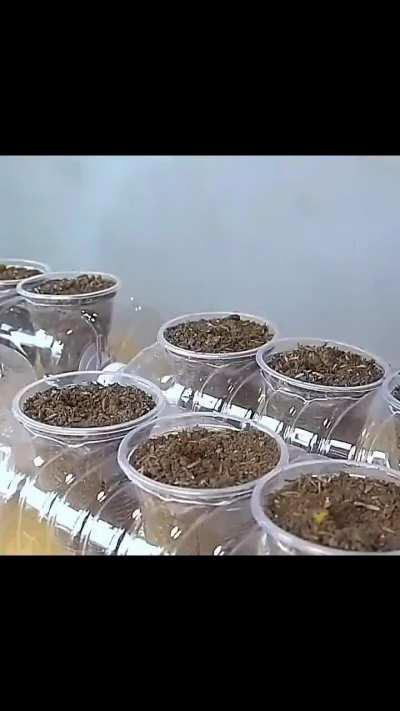 How to grow vegetables in limited spaces.
