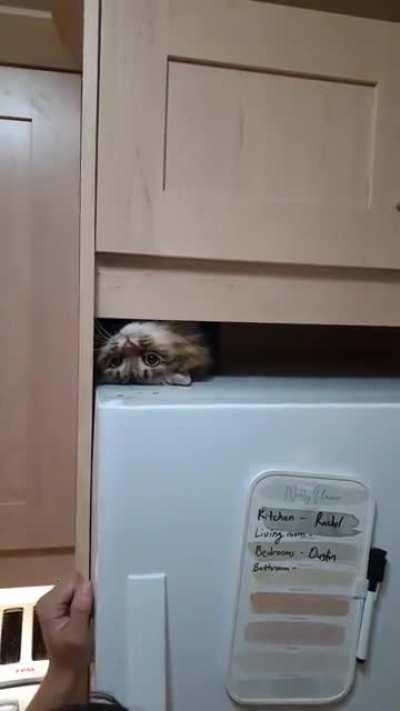 Zuzu on top of the fridge