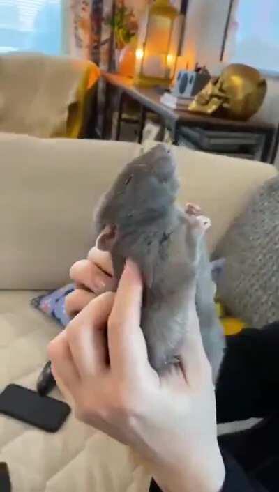 Happy rat enjoying a massage