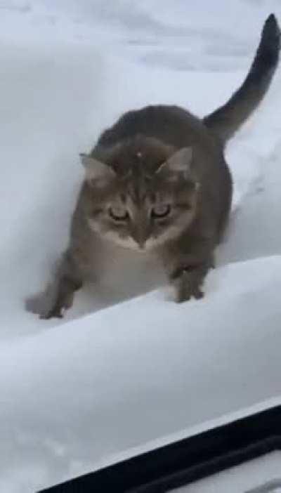 This must be solid floor