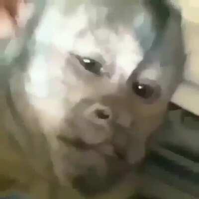 La mama del César cuando se la ponen