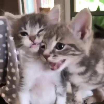 Someone might need this as an alarm😺😺😺